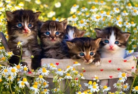 Fluffy friends - beautiful, spring, grass, meadow, flowers, daisies, fluffy, camomile, kittens, garden, blue eyed, cats, friends, kitties