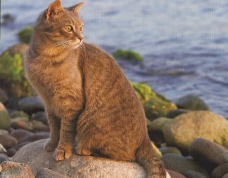 Cat - water, cute, paws, rocks, cat