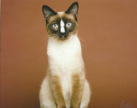 Siamese cat - cute, siamese, paw, cat