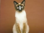 Siamese cat