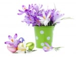 â™¥Crocus Flowersâ™¥