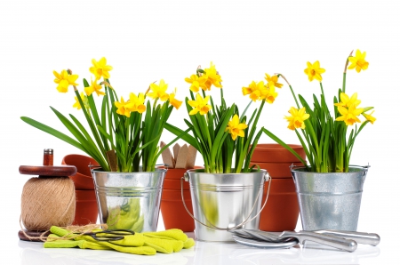 â™¥Spring Flowersâ™¥ - daffodils, gardening, flowers, spring