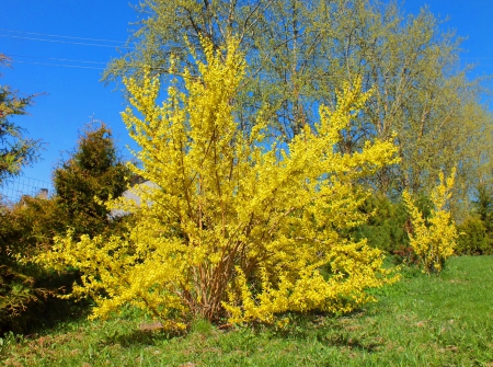 Spring. - flowers, nature, fields, other