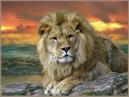 Big cats - nature, sky, lion, cats, clouds, sea