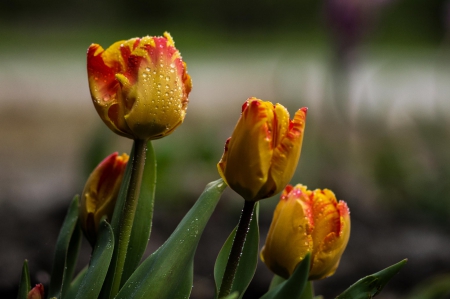 Tulips - flower, pink, cute, beautiful, flowers, photo, spring, lovely, nature, green