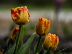 Tulips