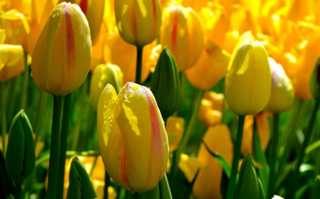 Yellow tulips - flower, pink, cute, beautiful, flowers, photo, spring, lovely, nature, green