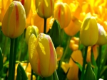 Yellow tulips