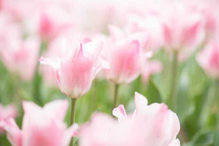 Pink tulips - flower, pink, cute, beautiful, flowers, photo, spring, lovely, nature, green