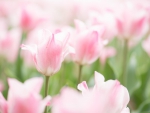 Pink tulips