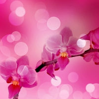 Pink orchids