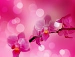 Pink orchids