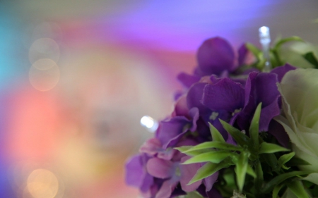 Purple flowers - flowers, purple, petals, nature