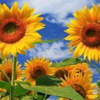 Sunflowers