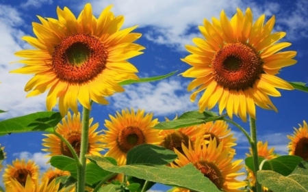 Sunflowers - flowers, sunflowers, yellow, nature