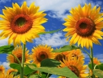 Sunflowers