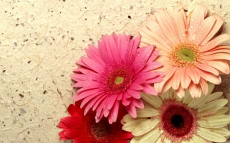 Beautiful flowers - flower, petals, gerbera, bloom