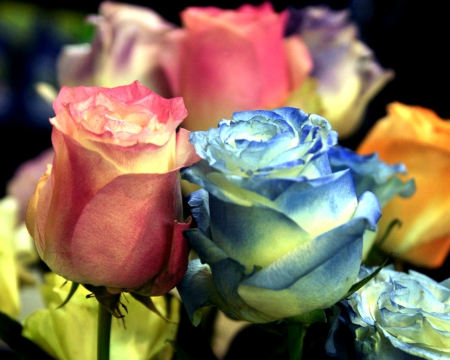 Colorful roses - flowers, rose, petals, buds