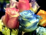 Colorful roses