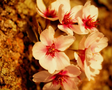 Beautiful flowers - flowers, petals, nature, bloom