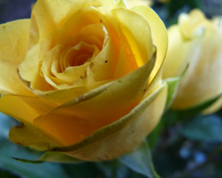 Yellow rose - flowers, yellow, rose, bloom