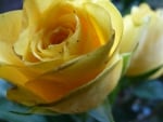 Yellow rose