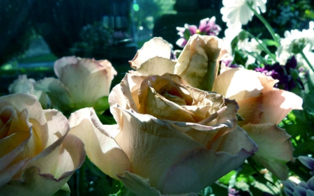 Beautiful rose - flowers, petals, nature, rose