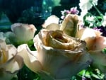 Beautiful rose