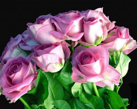 Pink roses - flowers, buds, roses, pink