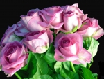 Pink roses