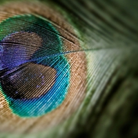 Peacock feather