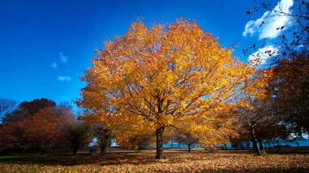 beautiful yellow tree in autumn