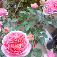 Angelika's rose plant