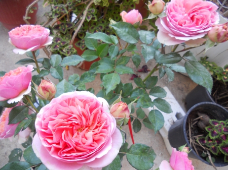 Angelika's rose plant - love, pink, rose plant, angelika, rose