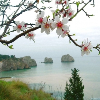 White spring blooming