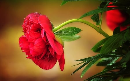 Beautiful Peony - pink, leaves, blossom, garden, flower