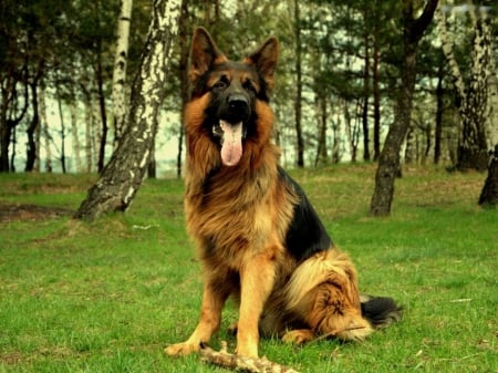 Watchguard - shepherd, nature, watchdog, german, sitting