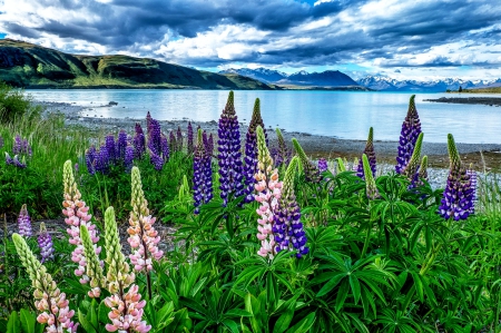 Lupins At Lake Tekapo - lake, sky, new zealand, snowy peaks, mountains, purple, beautiful, clouds, pink, green, flowers