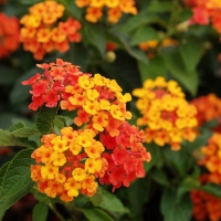 Orange close-up