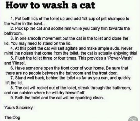 HOW TO WASH A CAT - cat, wash, to, how