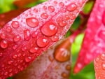 Raindrops in pink leaves