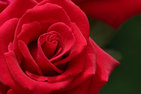 Sweet Red Rose - love, red, magic, flowers, rose, flower