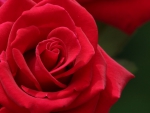 Sweet Red Rose