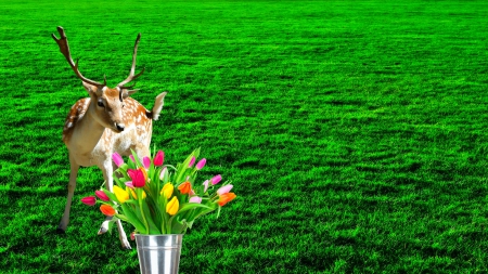 oh, just wanted to have drink! - field, nature, tulips, deer