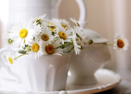 â™¥ - nature, flowers, daisies, soft