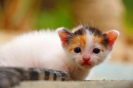 Cat - hat, pretty, cat face, beautiful, lovely, paws, cat, kitten, cute, cats, face, sleeping, animals, kitty