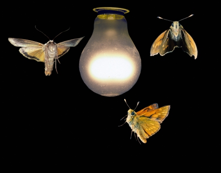 moths around a lightbulb - burning, danger, hot, flying, light