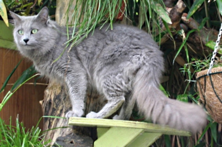 Nebelung - alexander, male, grey, blue