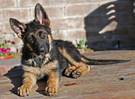 pup in the sun