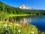 Lake flowers